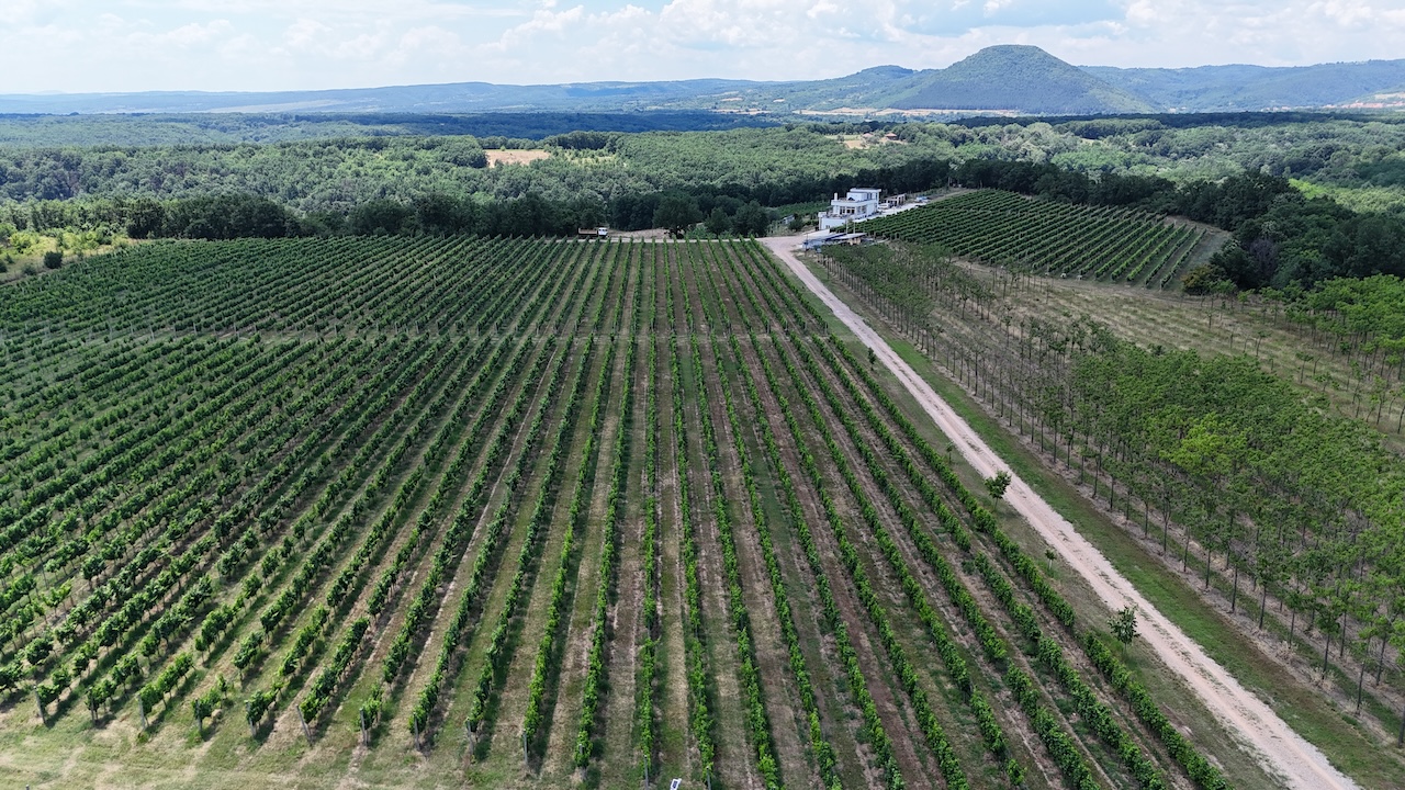 Vinogradi 2