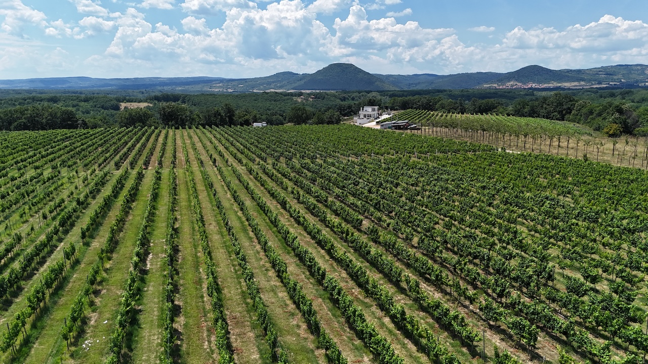Vinogradi 3