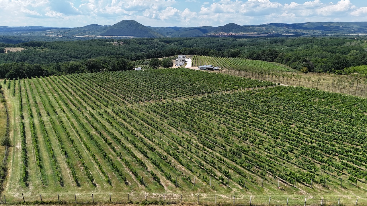 Vinogradi 4